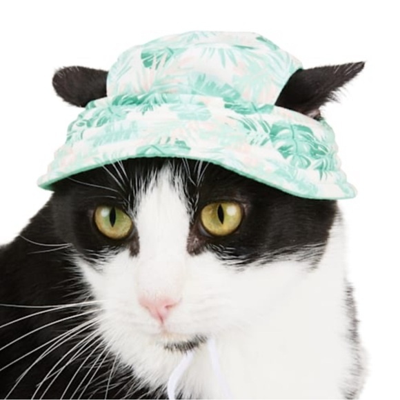 cat hat - Picture 2 of 8